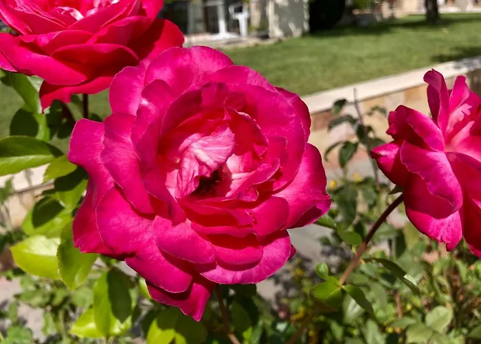 Sorrento - Menada 圣弗拉斯